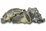 Fossil Mud Lobster (Thalassina) - Gunn Poin, Australia #307721-1